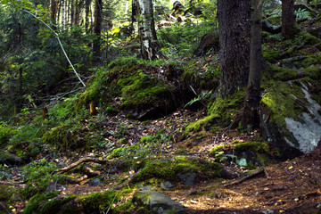 The roots of old trees in the forest