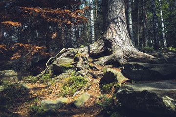 The roots of old trees in the forest