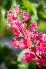 Red chestnut flowers