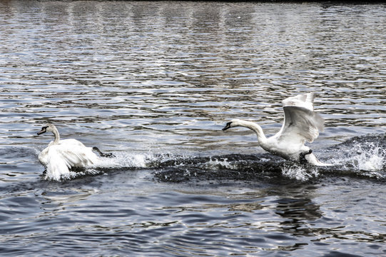 Swans swim and play in a water