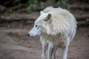 Naklejka na ściany i meble White Polar Wolf in Zoo of Berlin