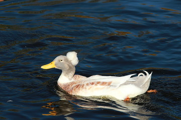 CANARD A POMPON BLANC