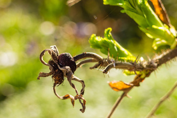 Dried wild rose hip