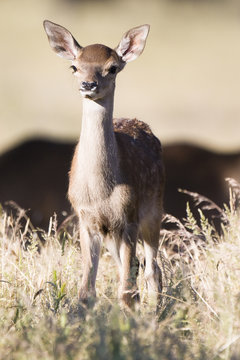 cervatillo bambi