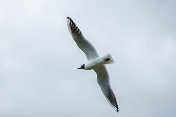 Obraz premium Flying Seagull in the blue sky. Sunny weather