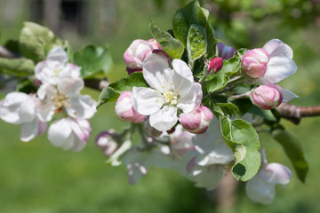 Fototapeta na wymiar りんごの花