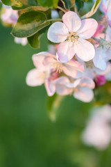 Obraz na płótnie Canvas りんごの花