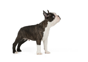 Cute puppy Boston Terrier on white background