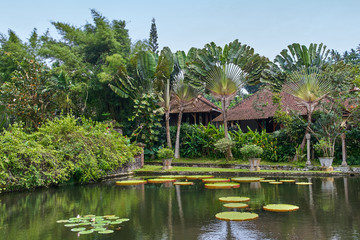 Fototapeta premium Lilie wodne Victoria Amazonica
