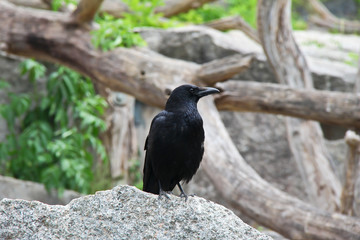 Black Raven / The raven sits on the rocks