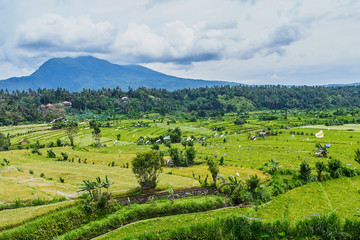 Fototapeta na wymiar Beautiful rice terraces on Bali island, Indonesia