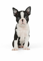 Cute puppy Boston Terrier on white background