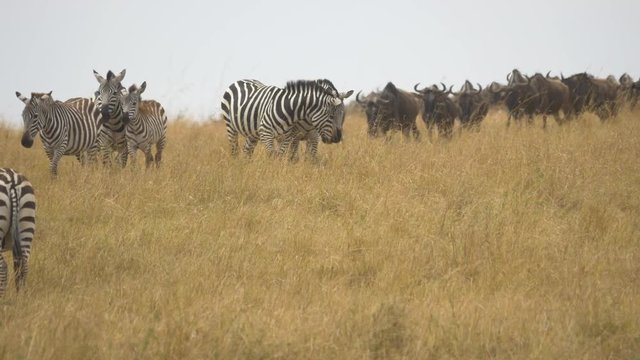 Herd of zebras and wildebeests