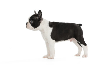 Cute puppy Boston Terrier on white background