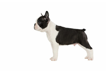 Cute puppy Boston Terrier on white background