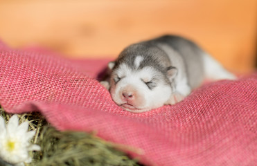 Cute Puppy Alaskan Malamute 5 days