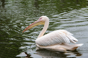 swimming pelican with water reflection