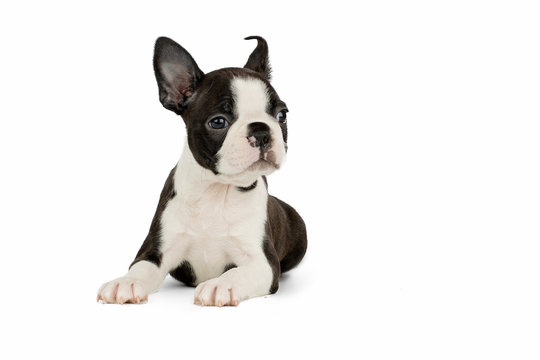 Cute Puppy Boston Terrier On White Background