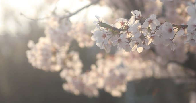 Cherry bloom at Nerima in Tokyo 4K