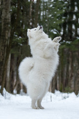 Samoyed is dancing in the snow.