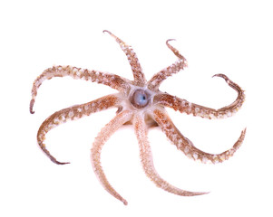 Tentacles of squid isolated on white background