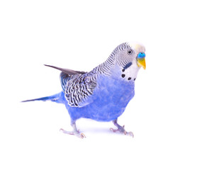 Budgerigars australian parakeets isolated on white background