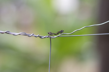 a couple of dragonfly  