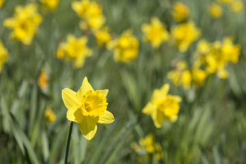 Daffodil During the Spring Season