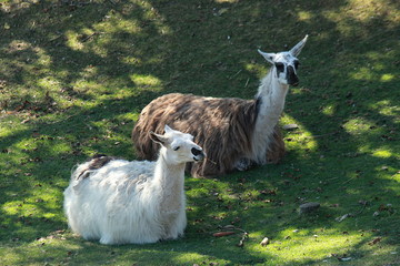 LAMAS