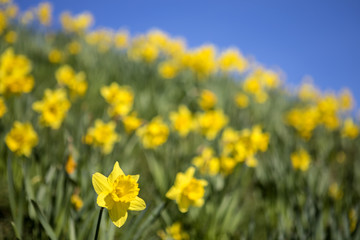 Daffodils during the Spring Season