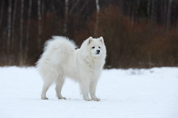 Samoyed is dancing in the snow.