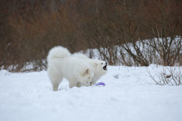 Two Samoyed husky sitting in the snow.