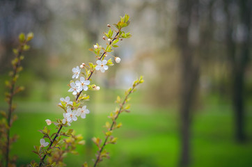 Beautiful gentle blossoming branch, spring background