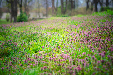 a meadow full of flowers in spring