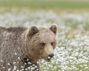 Brown bear (Ursus arctos) walking on a Finnish bog in the middle of the cotton grass