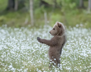 Brown bear cub  standing on a Finnish bog in the middle of the cotton grass © Juha Saastamoinen