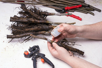 graft wood. Process ovulation of walnut cuttings with a pruner and knife in the spring
