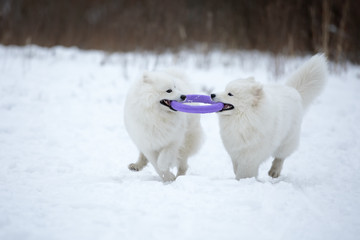 Two Samoyed playing in the puller