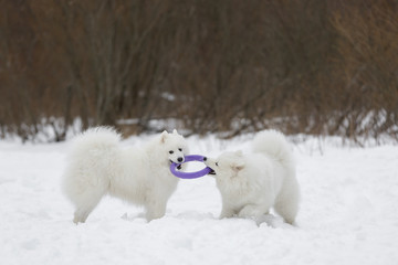 Obraz na płótnie Canvas Two Samoyed playing in the puller