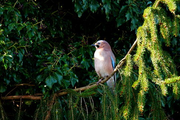 Eichelhäher im Baum