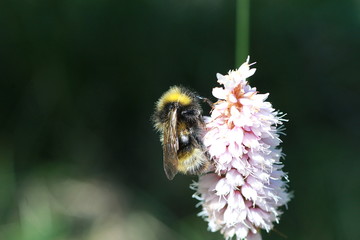 ABEILLES
