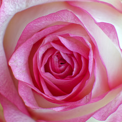 Fototapeta na wymiar colorful pink white rose closeup