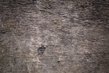 Beautiful old tree texture for a postcard. close-up.