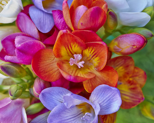 colorful freesias closeup, floral background
