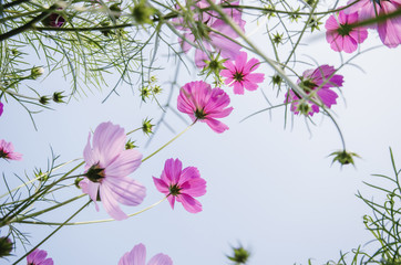 cosmos field from below