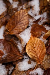 Autumn Leaves in the snow