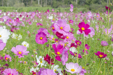 Obraz premium cosmos field