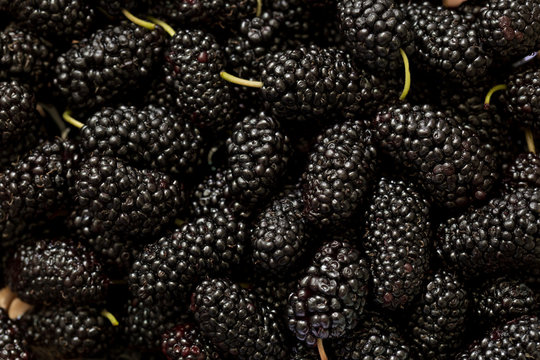 Food background, Black mulberry