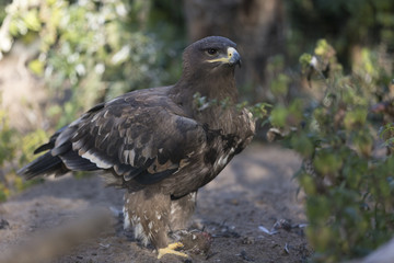 Saker Falcon with prey
