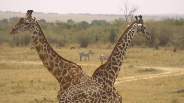 Two Masai giraffes